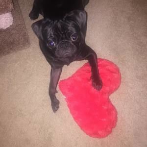 Meet your Posher, Renee